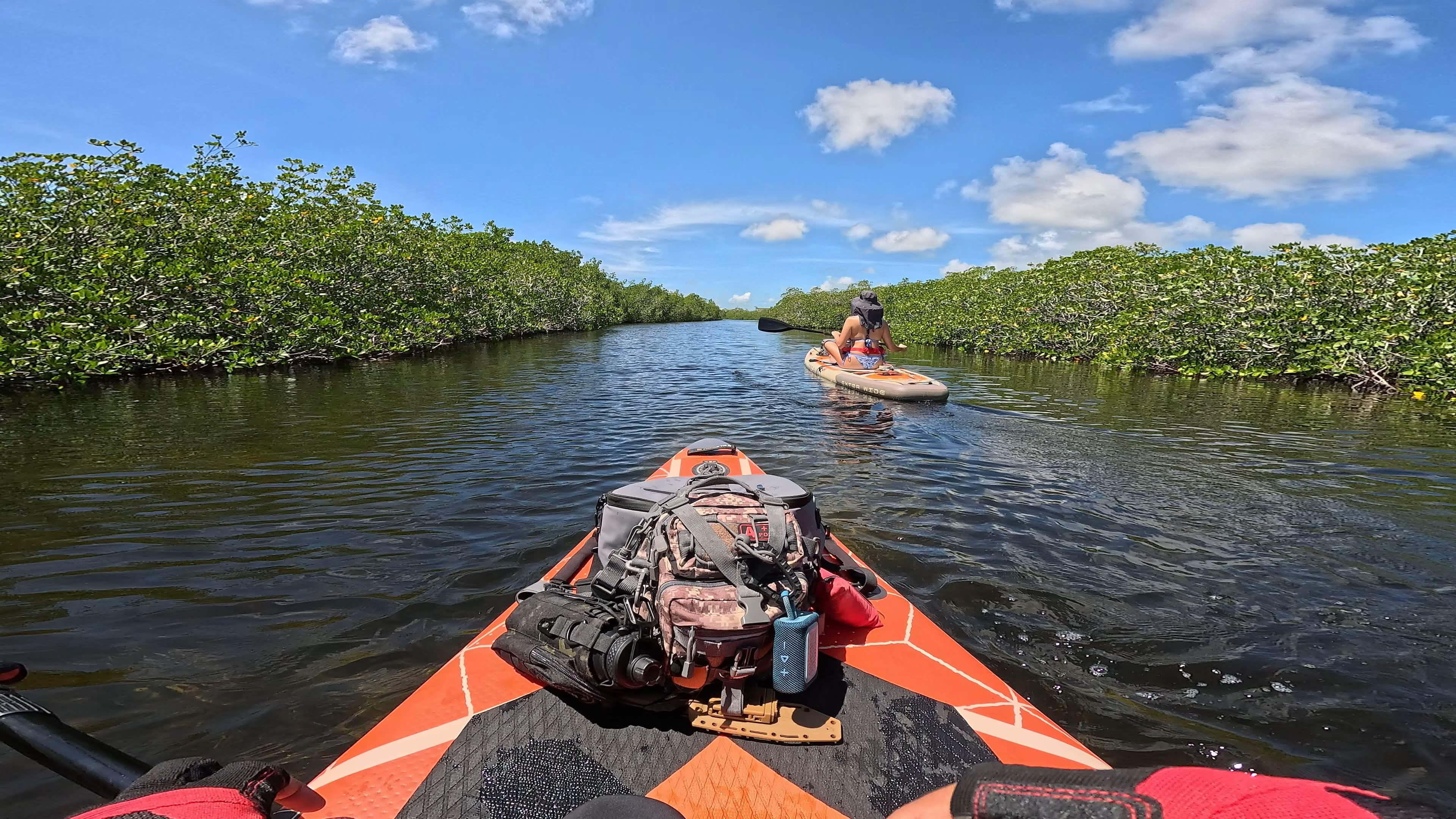 Mangroves image 1